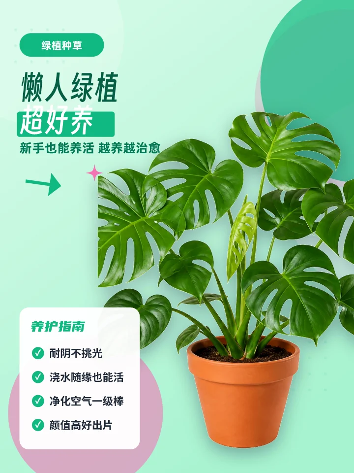 懒人绿植超好养