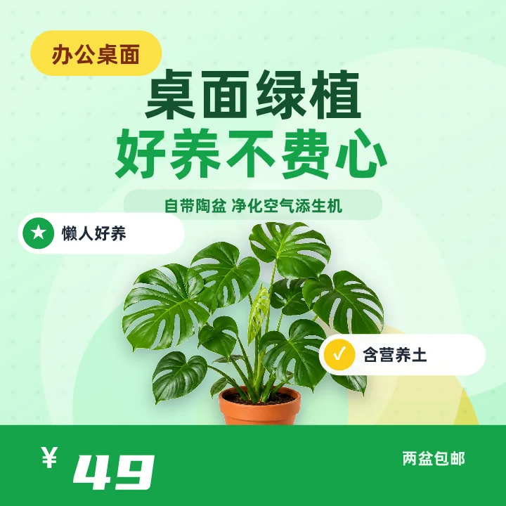 桌面绿植好养不费心